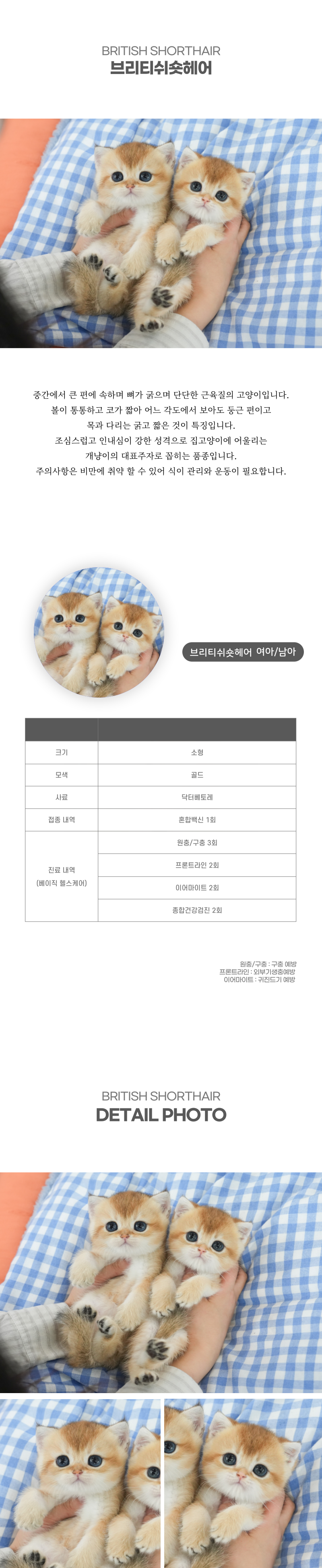 브리티쉬숏헤어_상세이미지_2